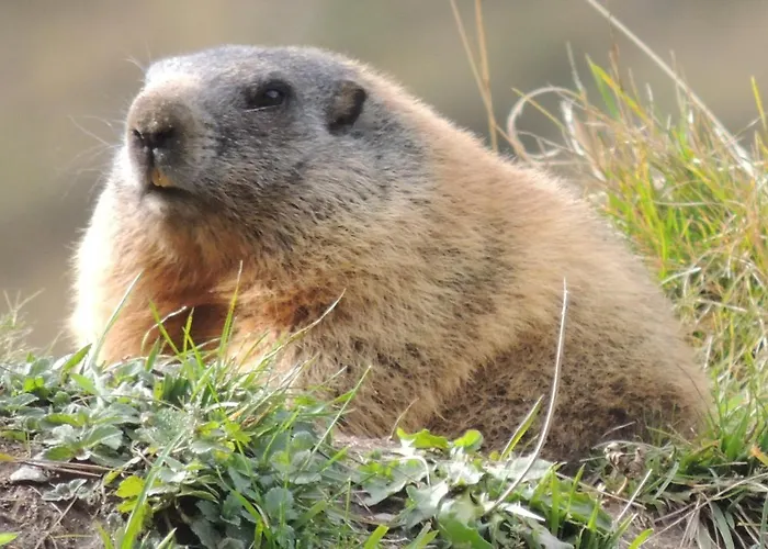 Daire Pfeifer Rehoboth Beach