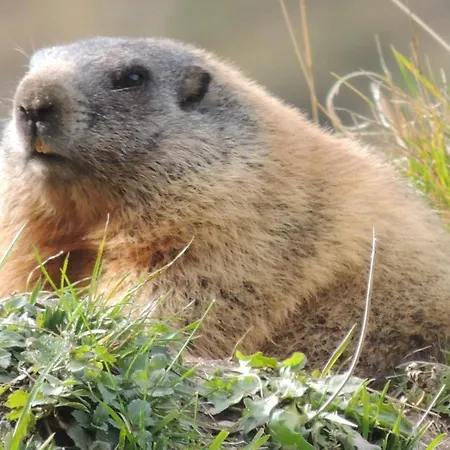 Апартаменти Pfeifer Нойштіфт-ім-Штубайталь